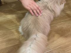 -滚猫咖啡·猫咖·猫友好撸猫(未来城店)