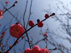 -杭州植物园