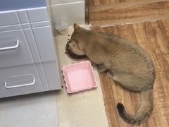 -爱妮康宠物医院·干细胞免疫细胞·肿瘤·心脏(张江店)