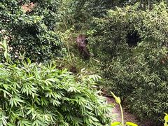 -野象谷景区