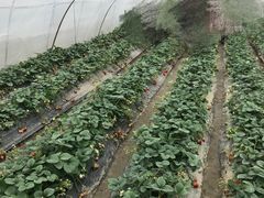 -小鱼草莓采摘园农家乐·小鱼餐厅