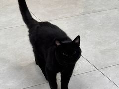 -中农大我爱我爱动物医院·核磁CT·猫病·24小时夜诊中心(石佛营店)