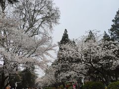 -武汉大学-樱园