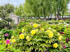 -莲花池公园