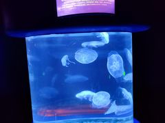 -欢乐海岸海洋奇梦馆