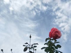 -荷兰花海