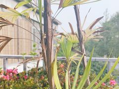 -梅林春晓花园餐厅