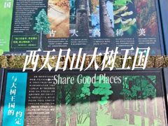 -天目山大树王景区