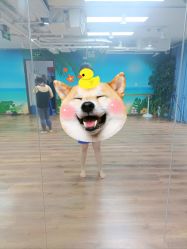点击看大图 -呼拉汇舞蹈生活馆 Hawaii Hula&Tahiti Dance Studio