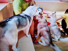 -Husky Go! 哈士奇体验馆·宠物咖啡厅狗咖