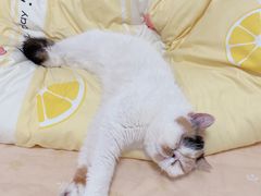 -艾贝尔宠物诊疗