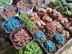 -桂林市花鸟市场