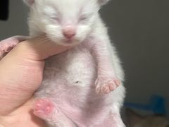 -嘉馨宠物医院·CT影像转诊·心脏科·犬猫全科诊疗中心(下沙大学城院区)