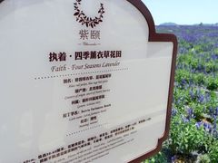 -紫颐香薰山谷景区