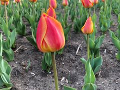 -长春公园(普阳街道)