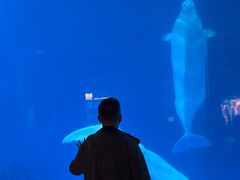 -海合安成都极地海洋公园