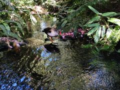 -EG Waterhouse Camellia Gardens Sutherland Shire