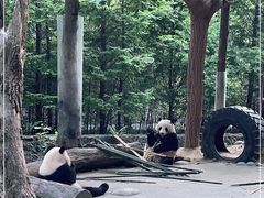 -都江堰中华大熊猫苑
