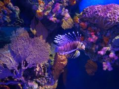 -暹罗海洋世界