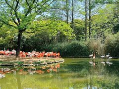 -上海野生动物园