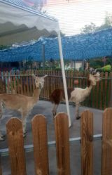 -萌宠亲子动物乐园(槐房万达店)