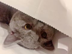 -共舞时光猫咖·狗咖(新街口店)