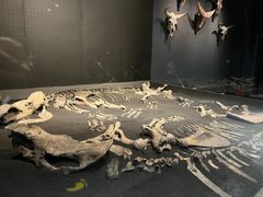 -呼和浩特博物馆