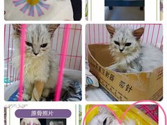 -纳吉亚猫专科动物诊疗中心(蒋宅口分院)