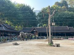 -野象谷景区