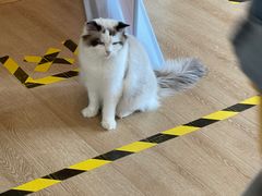 -南京Hallo宠物乐园·哈罗犬舍·柴犬繁育基地