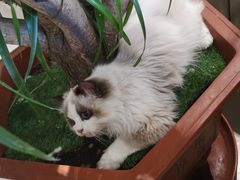 -藏猫猫咖啡主题馆(中央大道店)