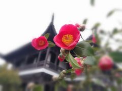 -红梅公园