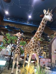 -卡通尼·Safari非洲探索乐园·生日会(金桥国际商业广场店)