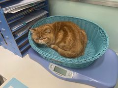 -纳吉亚猫专科动物医院博雅分院