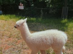 -济南野生动物世界