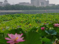 -莲花池公园