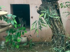 -青藏高原野生动物园