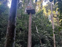 -西双版纳原始森林公园