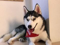 -Husky Go! 哈士奇体验馆·宠物咖啡厅狗咖