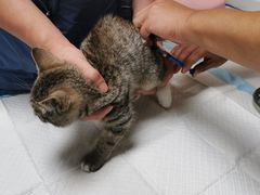 -中农大我爱我爱24h动物医院·中医针灸·猫专科·骨科医疗中心(双井店)