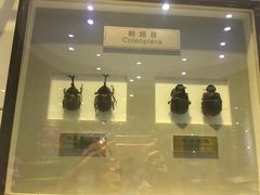 -上海昆虫博物馆