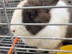 -前小桔亲子创意农场·草莓采摘·露营烧烤