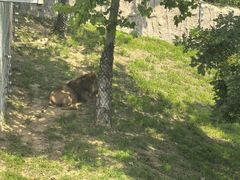 -西霞口神雕山野生动物世界