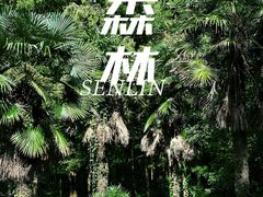 -黄海国家森林公园