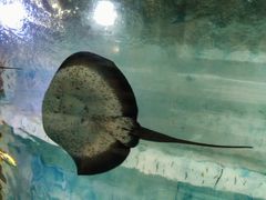 -海合安武汉极地海洋公园