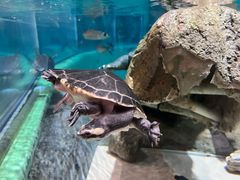 -上海海洋水族馆