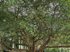 -深圳仙湖植物园