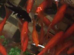 -孙家面馆(小康城店)