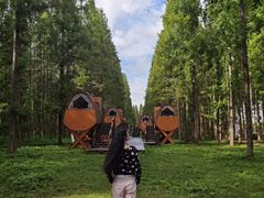 -黄海国家森林公园