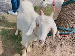 -前小桔亲子创意农场·草莓采摘·露营烧烤